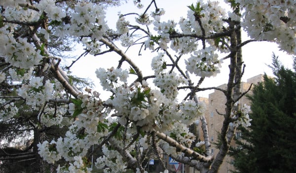 Almond Blossoms in Jerusalem