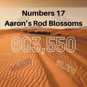 Numbers 17 - Aaron's Rod Buds and Blossoms