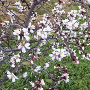 Almond blossoms in French Hill, Jerusalem