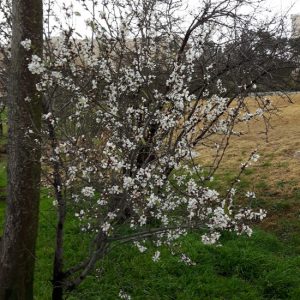 Almond tree in Jeremiah