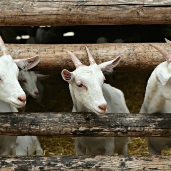 goats wooden fence