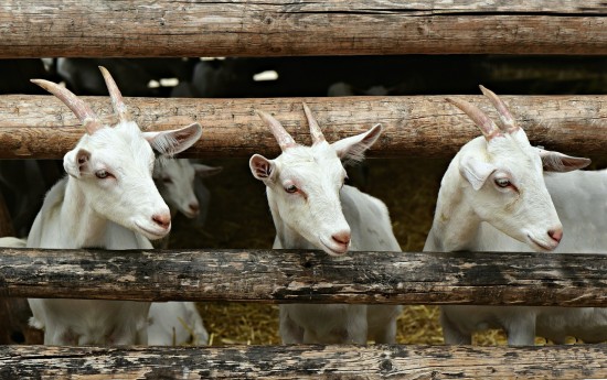 goats behind wood fence