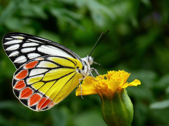 beautiful Painted Jezebel butterfly