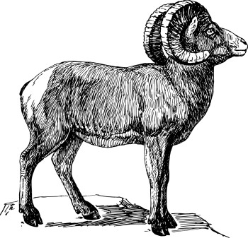rams for an offering